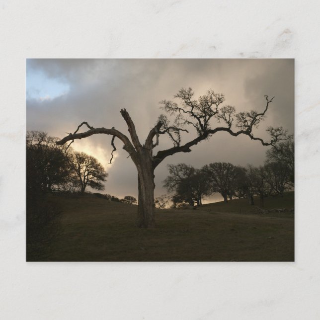 Carte Postale Vieux chêne d'hiver (Devant)