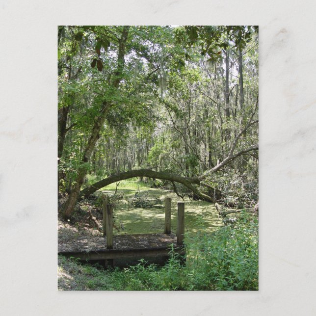 Carte postale - Vieux Floride (Devant)