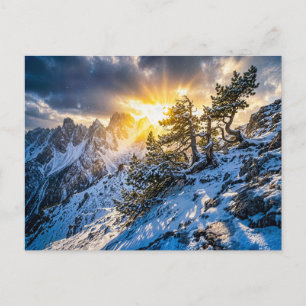 Carte Postale Vieux pin de montagne sous une lumière hivernale d