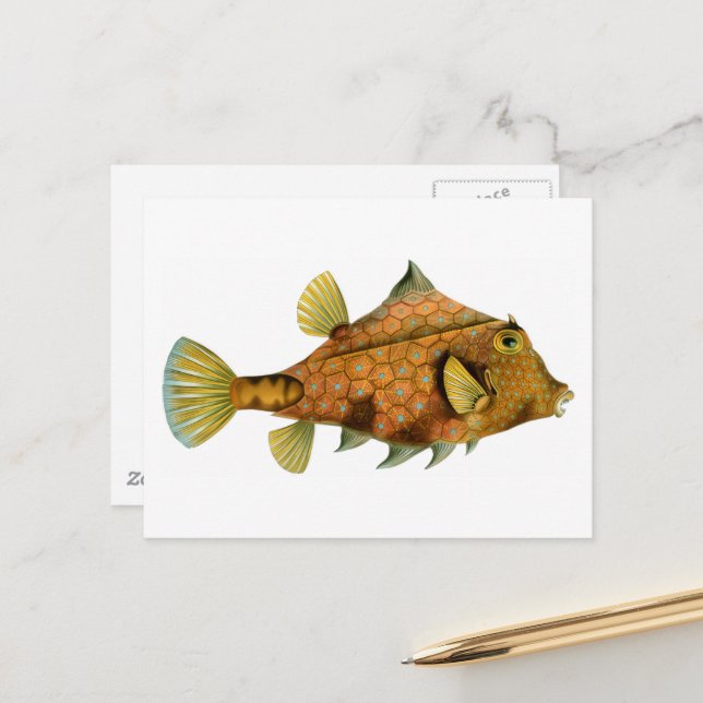 Carte Postale Vieux Poisson Orange (Devant/Arrière en situation)