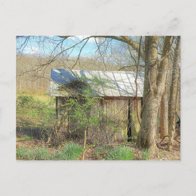 Carte Postale Vieux poulet coop (Devant)