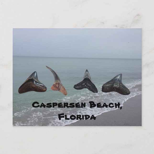 Carte Postale Vieux requin fossilisé Dents Floride Plage Trésors (Devant)
