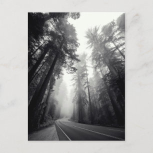 Carte Postale View Of Sequoia Trees In Forest