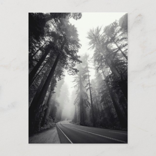Carte Postale View Of Sequoia Trees In Forest (Devant)