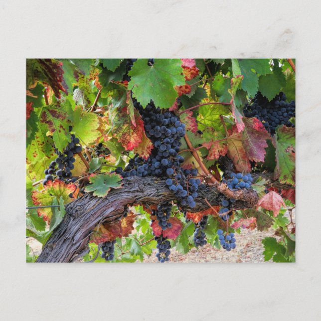 Carte postale Vigne Automne Vignoble (Devant)