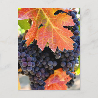 Carte Postale Vigne de raisin de ruisseau sec