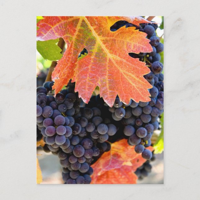 Carte Postale Vigne de raisin de ruisseau sec (Devant)