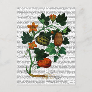 Carte Postale Vigne de squash 1