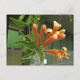 Carte Postale Vigne flamboyante 1