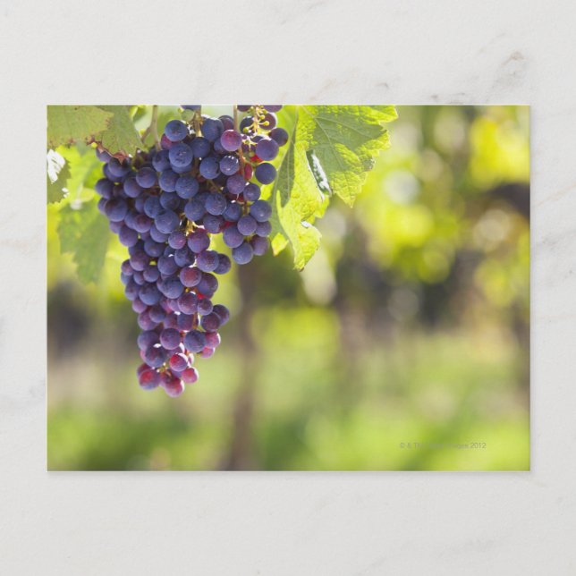 Carte Postale Vigne pourpre (Devant)