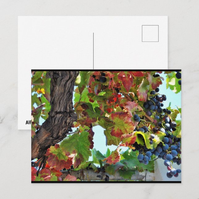 Carte Postale Vigne rouge rustique (Devant / Derrière)