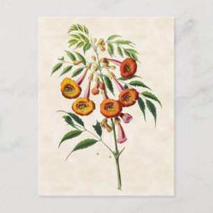 Carte Postale Vigne Trompette Botanique Vintage