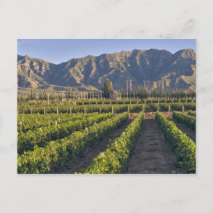 Carte Postale vignes de Cabernet Sauvignon à Huailai Rongchen