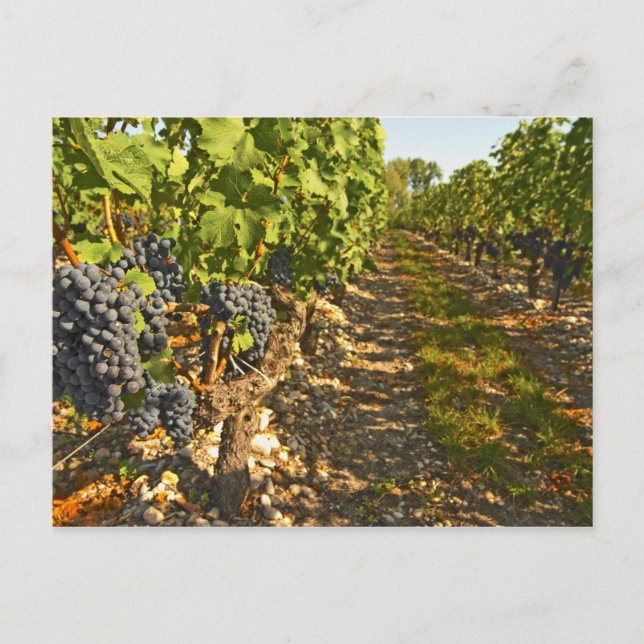 Carte Postale vignes de Cabernet Sauvignon alignées dans le (Devant)