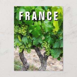 Carte Postale Vignes de raisins de cuve, France
