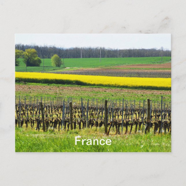 Carte Postale Vignes et champs en France (Devant)