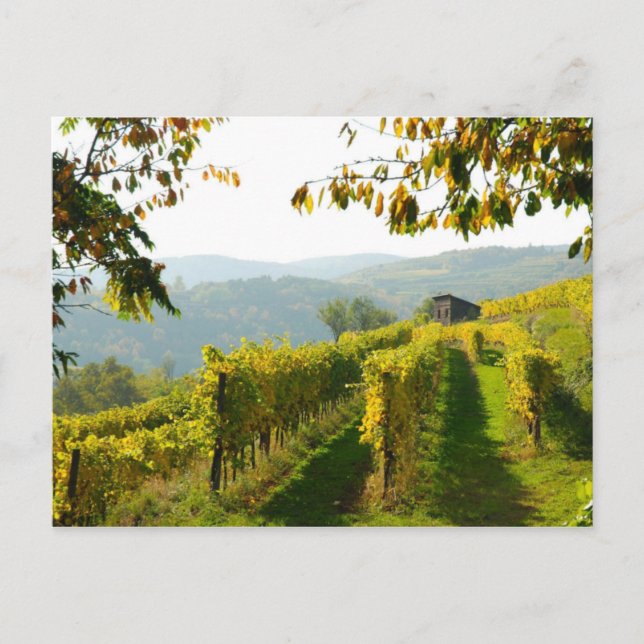 Carte Postale Vignoble (Devant)