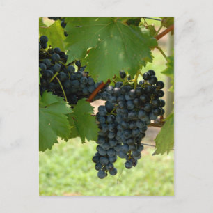 Carte Postale Vignoble