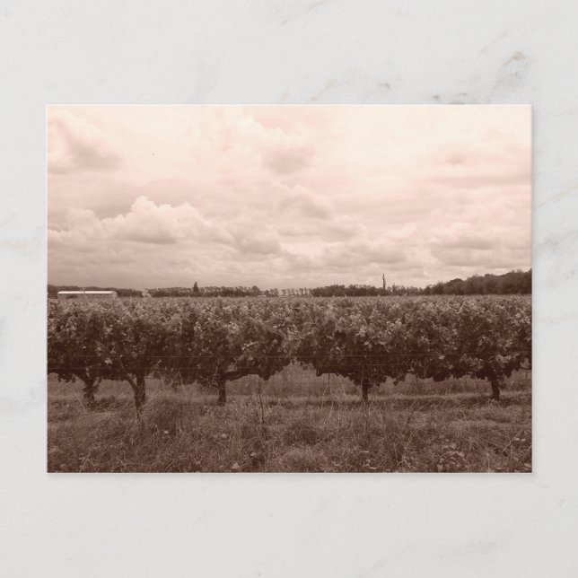 Carte Postale Vignoble 1 (Devant)