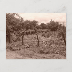 Carte Postale Vignoble abandonné 2
