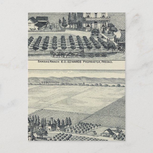 Carte Postale Vignoble de Haie Row, Fresno (Devant)