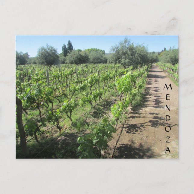Carte Postale vignoble de mendoza (Devant)