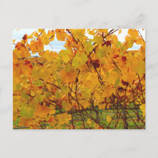 Carte Postale Vignoble de Napa Valley