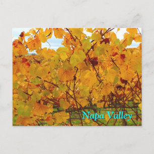Carte Postale Vignoble de Napa Valley
