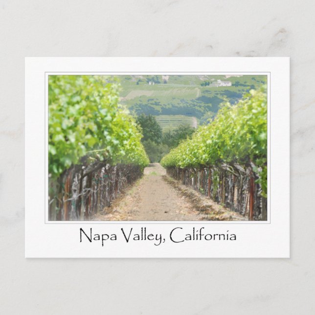 Carte Postale Vignoble de printemps à Napa Valley en Californie (Devant)