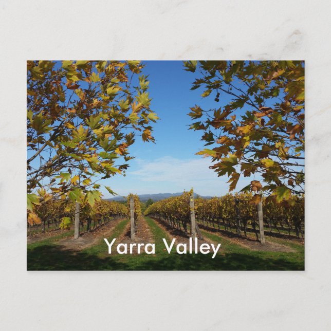Carte Postale Vignoble de Yarra Valley, Melbourne, Australie (Devant)