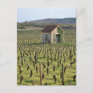 Carte Postale Vignoble en Bourgogne