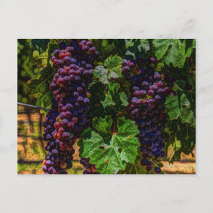 Carte Postale Vignoble Grapevine ensoleillé Toscane raisins de v