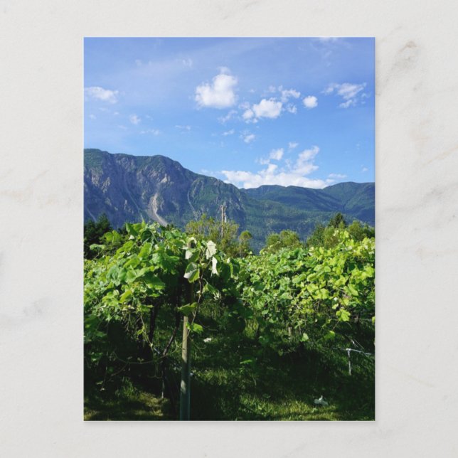 Carte Postale Vignoble sud de la Colombie-Britannique, Canada (Devant)