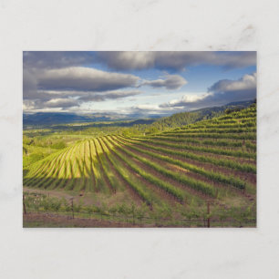 Carte Postale Vignoble. Vallée de Napa. Napa. Comté de Napa,