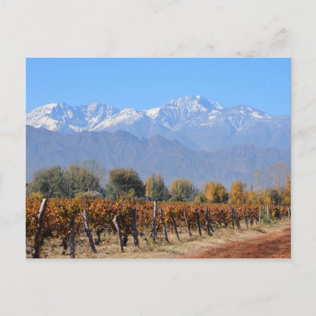Carte Postale Vignobles À L'Automne De Mendoza, Argentine (Devant)