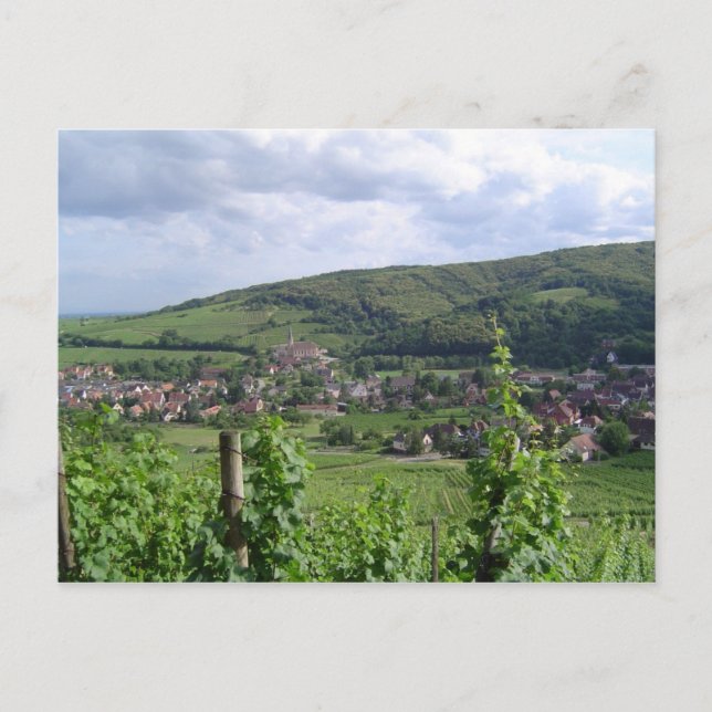 Carte Postale Vignobles d'Alsace (Devant)