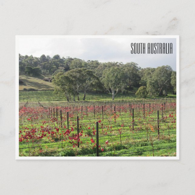 Carte Postale vignobles d'australie du sud (Devant)
