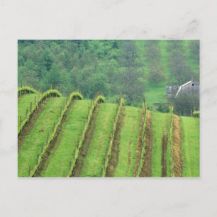 Carte Postale Vignobles de raisin près de Newberg Oregon