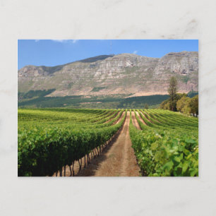 Carte Postale Vignobles du domaine viticole Groot Constantia