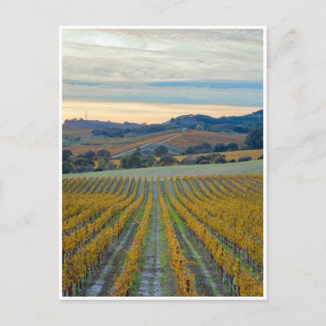 Carte Postale Vignobles en automne (Devant)