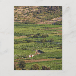 Carte Postale Vignobles Smokvica sur Korcula de la Toreta