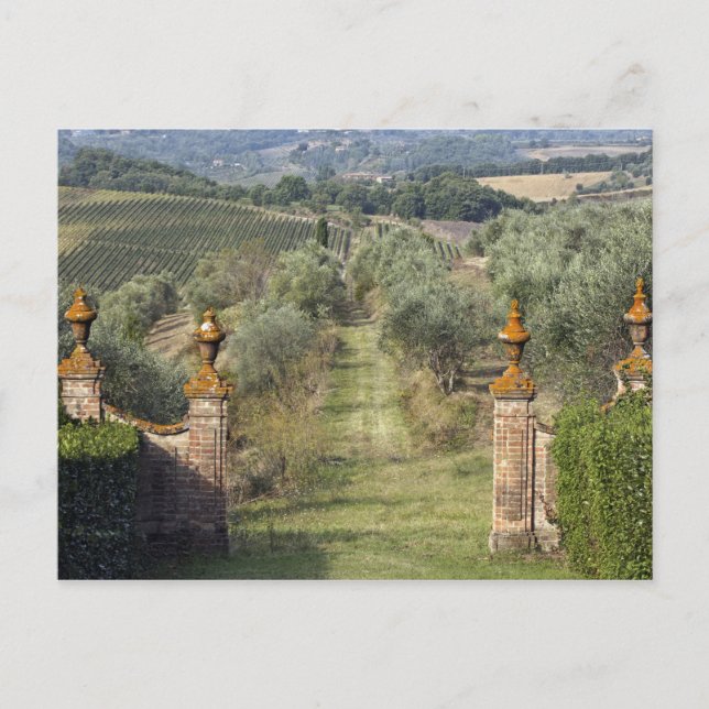 Carte Postale Vignobles, Toscane, Italie (Devant)