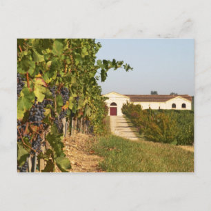 Carte Postale Vignobles, vignes de petit verdot et la cave dans