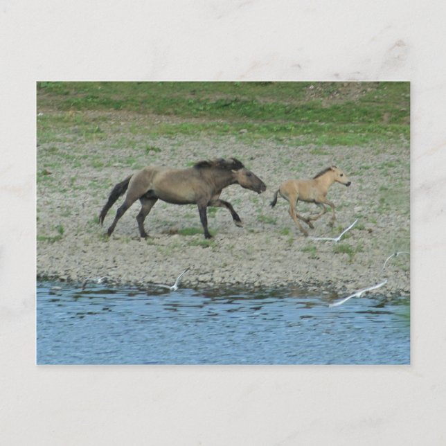 Carte Postale vilain (Devant)