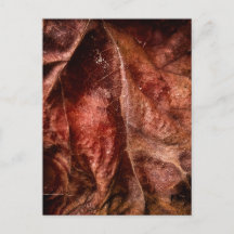 Ville des Arbres | Texture de fin d'été