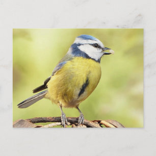 Carte Postale Vin bleu