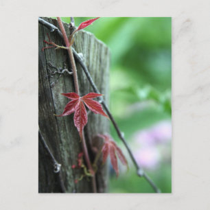 Carte Postale Vin en poste