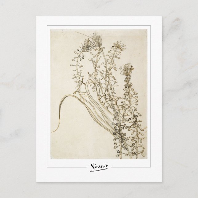 Carte Postale Vincent Van Gogh #356-3 - Beaux-Arts (Devant)