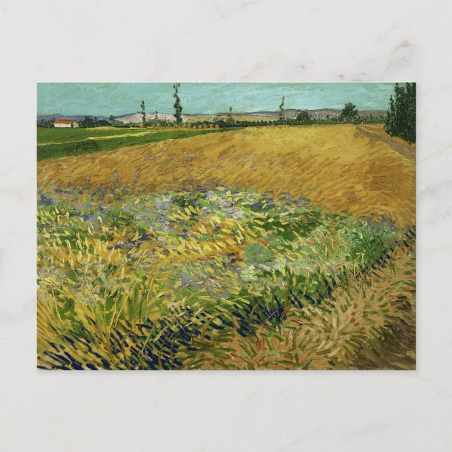 Carte Postale Vincent Van Gogh, Champ de blé, Korenveld (Devant)