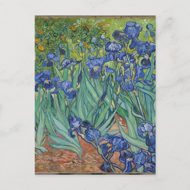 Carte Postale Vincent Van Gogh Irises Painting Flowers Art Work (Devant)